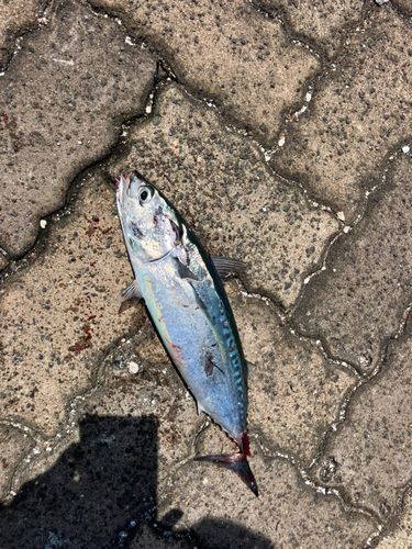 カツオの釣果