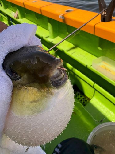 シロサバフグの釣果