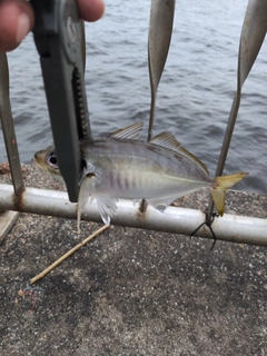 マアジの釣果