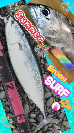 マルソウダの釣果