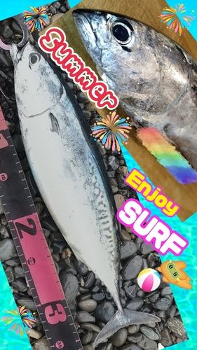 マルソウダの釣果