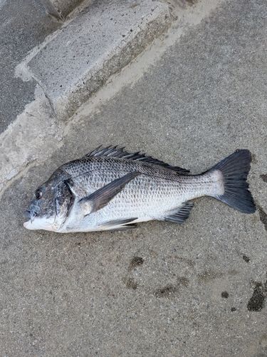 チヌの釣果