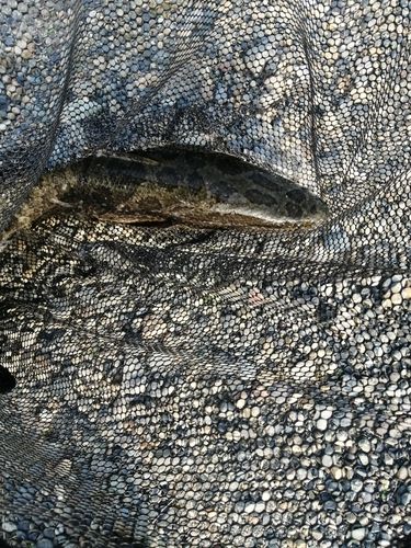 ライギョの釣果