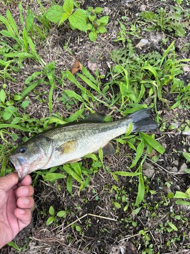 ラージマウスバスの釣果