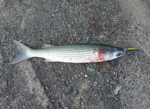 ボラの釣果