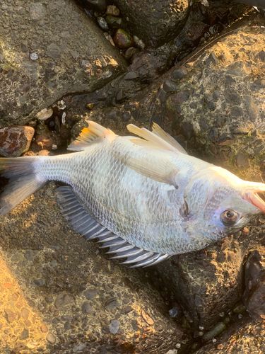 キビレの釣果