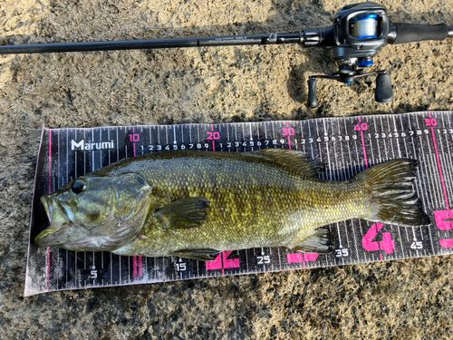 スモールマウスバスの釣果