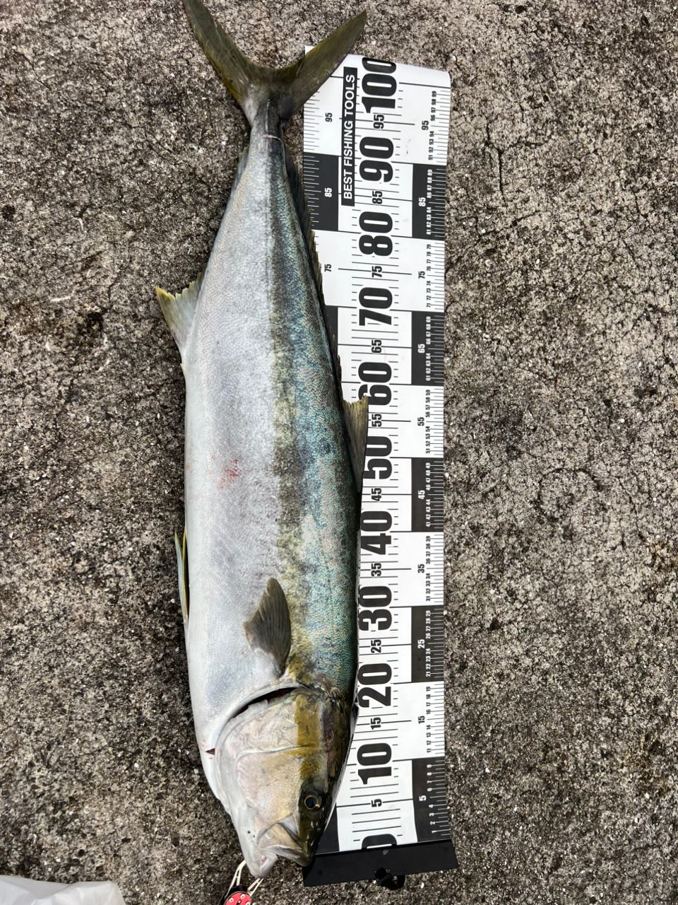 ヒラマサの釣果写真
