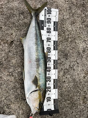 ヒラマサの釣果
