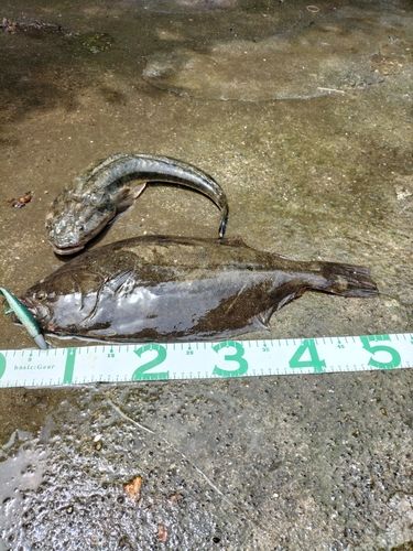 ヒラメの釣果