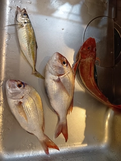 タイの釣果