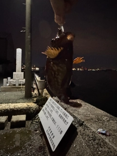 カサゴの釣果