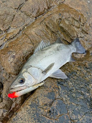 ヒラスズキの釣果