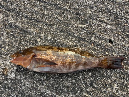 アイナメの釣果
