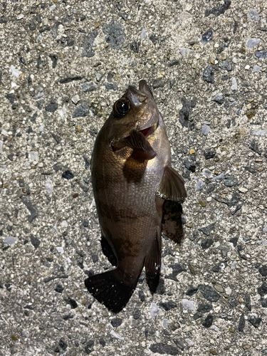 メバルの釣果