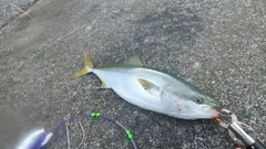 ハマチの釣果