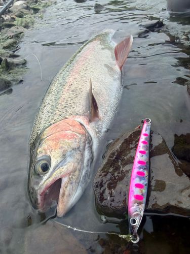 ニジマスの釣果