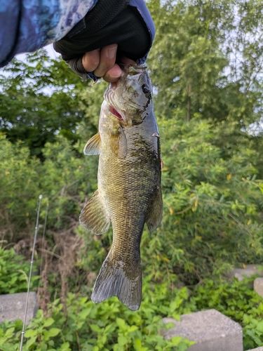スモールマウスバスの釣果