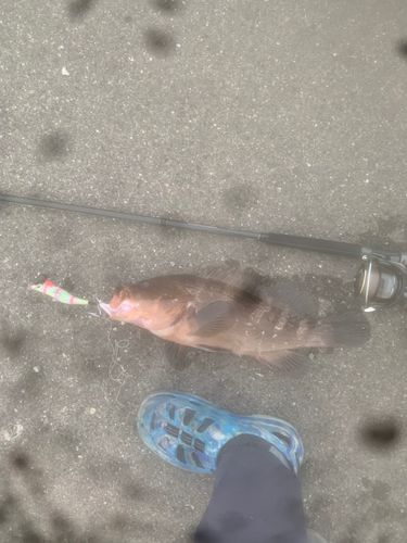 アコウの釣果