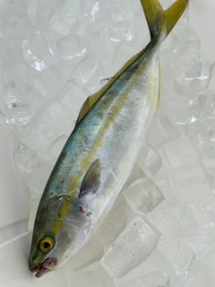ワカシの釣果