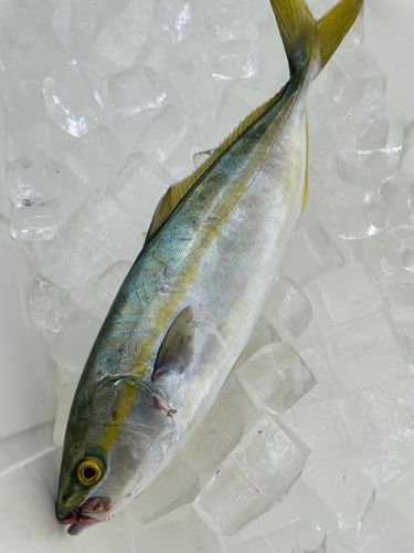 ワカシの釣果