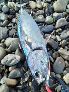 ソウダガツオの釣果