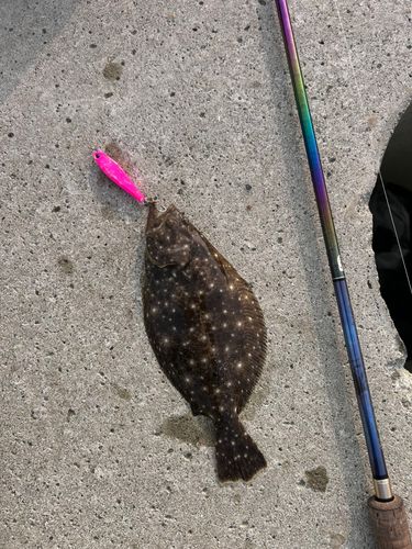 ソゲの釣果