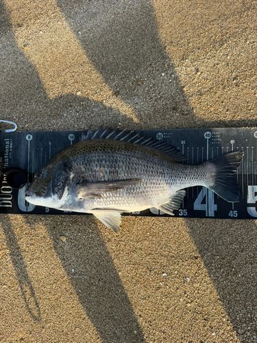 クロダイの釣果