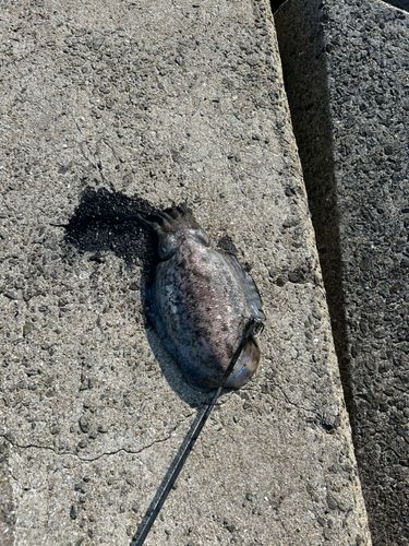 コウイカの釣果