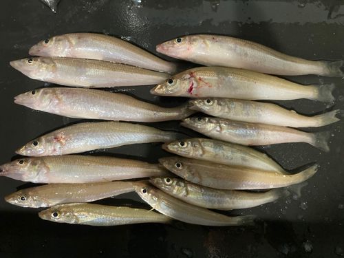 キスの釣果