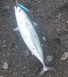 ソウダガツオの釣果