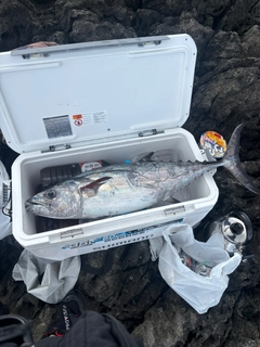 イソマグロの釣果