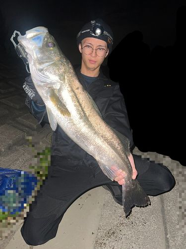 涸沼で釣れたスズキの釣り・釣果情報 - アングラーズ | 釣果600万件の