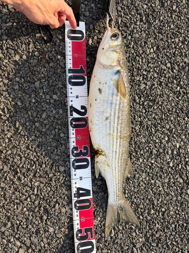 ボラの釣果