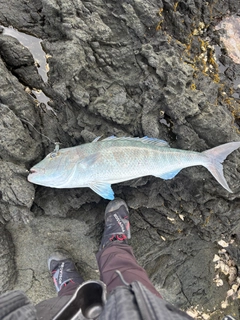 アオチビキの釣果