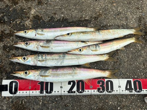 アカカマスの釣果