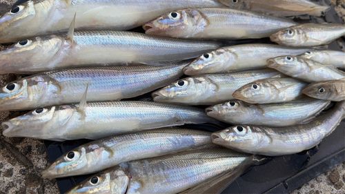キスの釣果