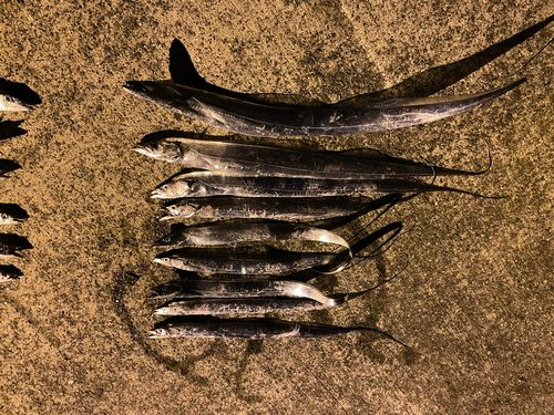 タチウオの釣果