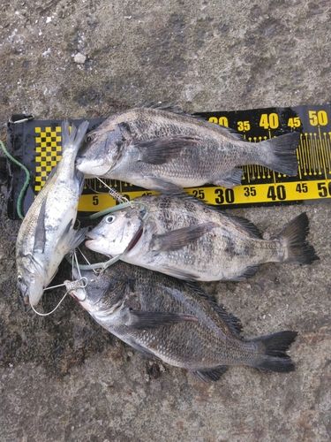 チヌの釣果