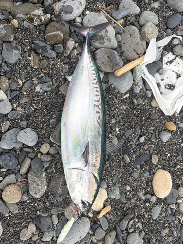 ソウダガツオの釣果