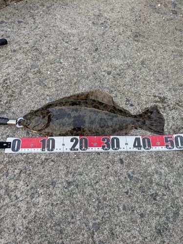 ヒラメの釣果
