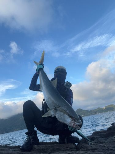 ヒラマサの釣果