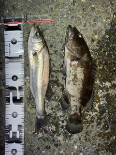 クエの釣果