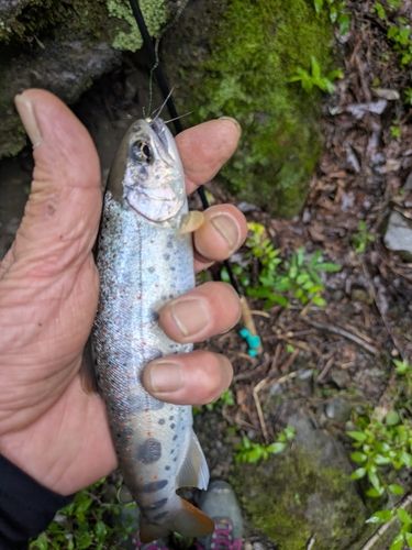 アマゴの釣果