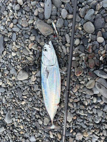 ソウダガツオの釣果