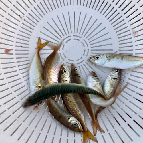 アジの釣果
