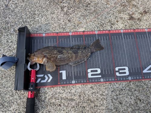 アブラコの釣果