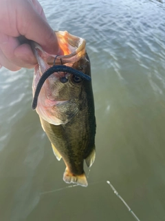 ラージマウスバスの釣果