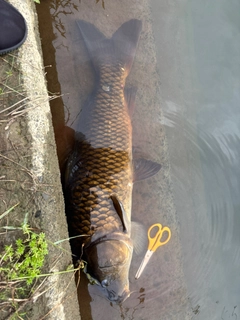 コイの釣果