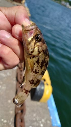 タケノコメバルの釣果